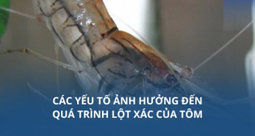 Các yếu tố ảnh hưởng đến quá trình lột xác của tôm